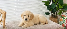 Pet Bed Collection